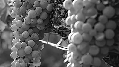 Wineries and Vineyards