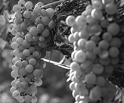 Wineries and Vineyards